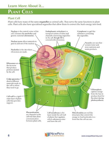 NewPath Simple Plant Cell 3-D Paper Model Making Kit - Individual Student Edition (17-7731) in Saudi Arabia