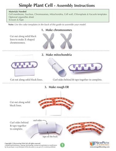 NewPath Simple Plant Cell 3-D Paper Model Making Kit - Individual Student Edition (17-7731) in Saudi Arabia