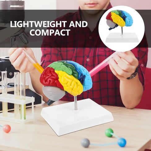 نموذج الدماغ البشري Angoily، مقياس 1 1 لنموذج الدماغ التشريحي لنصف الكرة الأيمن، أداة تعليمية ثلاثية الأبعاد لتعلم وتعليم الوظيفة التشريحية البشرية، علم النفس، علم الأحياء، عرض دراسة تعلم العلوم in Kuwait