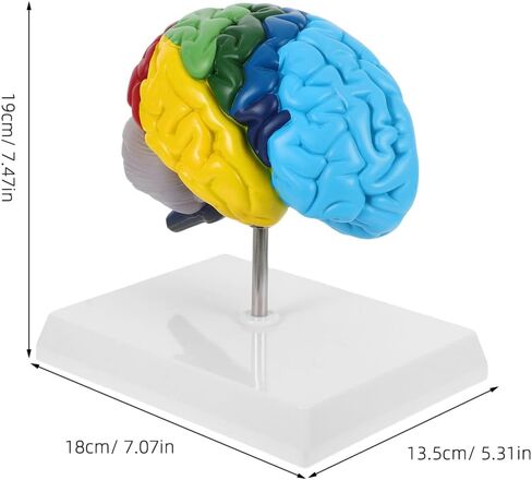 نموذج الدماغ البشري Angoily، مقياس 1 1 لنموذج الدماغ التشريحي لنصف الكرة الأيمن، أداة تعليمية ثلاثية الأبعاد لتعلم وتعليم الوظيفة التشريحية البشرية، علم النفس، علم الأحياء، عرض دراسة تعلم العلوم in Kuwait
