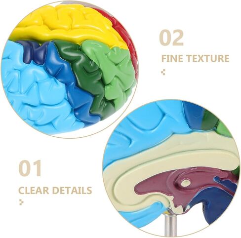 نموذج الدماغ البشري Angoily، مقياس 1 1 لنموذج الدماغ التشريحي لنصف الكرة الأيمن، أداة تعليمية ثلاثية الأبعاد لتعلم وتعليم الوظيفة التشريحية البشرية، علم النفس، علم الأحياء، عرض دراسة تعلم العلوم in Kuwait