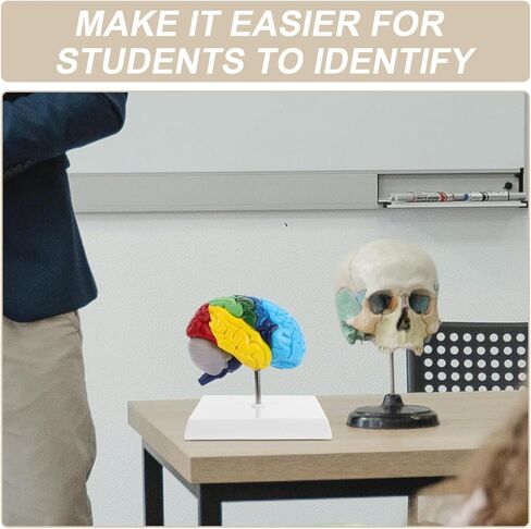 نموذج الدماغ البشري Angoily، مقياس 1 1 لنموذج الدماغ التشريحي لنصف الكرة الأيمن، أداة تعليمية ثلاثية الأبعاد لتعلم وتعليم الوظيفة التشريحية البشرية، علم النفس، علم الأحياء، عرض دراسة تعلم العلوم in Kuwait