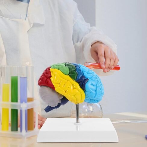 نموذج الدماغ البشري Angoily، مقياس 1 1 لنموذج الدماغ التشريحي لنصف الكرة الأيمن، أداة تعليمية ثلاثية الأبعاد لتعلم وتعليم الوظيفة التشريحية البشرية، علم النفس، علم الأحياء، عرض دراسة تعلم العلوم in Kuwait
