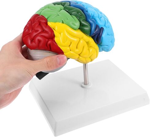 نموذج الدماغ البشري Angoily، مقياس 1 1 لنموذج الدماغ التشريحي لنصف الكرة الأيمن، أداة تعليمية ثلاثية الأبعاد لتعلم وتعليم الوظيفة التشريحية البشرية، علم النفس، علم الأحياء، عرض دراسة تعلم العلوم in Kuwait