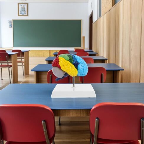 نموذج الدماغ البشري Angoily، مقياس 1 1 لنموذج الدماغ التشريحي لنصف الكرة الأيمن، أداة تعليمية ثلاثية الأبعاد لتعلم وتعليم الوظيفة التشريحية البشرية، علم النفس، علم الأحياء، عرض دراسة تعلم العلوم in Kuwait