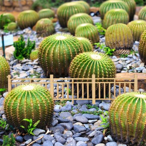 Milisten Wooden Picket Fence - 1:50 Scale Miniature Fence (10 pcs) for Dollhouse, Model Railway, Village & Diorama Landscaping - DIY Craft Accessories in Saudi Arabia