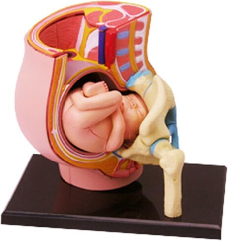 Human Pregnant Pelvis Section Model with Removable Organs Human Female Pelvis with Pregnancy 9 Months Baby Fetus Model Human Women Pregnant Pelvis Section Model in Kuwait