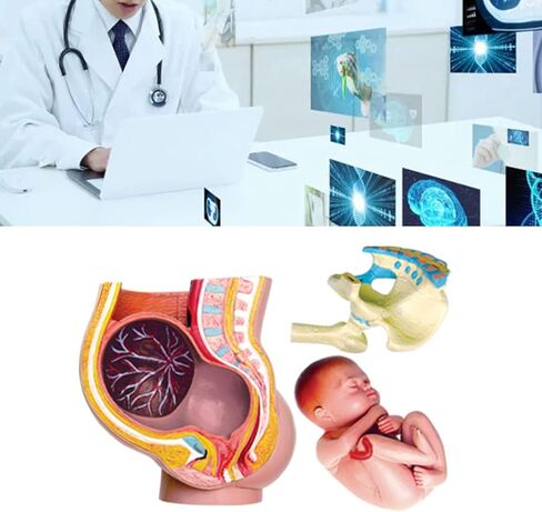 Human Pregnant Pelvis Section Model with Removable Organs Human Female Pelvis with Pregnancy 9 Months Baby Fetus Model Human Women Pregnant Pelvis Section Model in Kuwait
