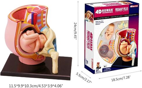 Human Pregnant Pelvis Section Model with Removable Organs Human Female Pelvis with Pregnancy 9 Months Baby Fetus Model Human Women Pregnant Pelvis Section Model in Kuwait