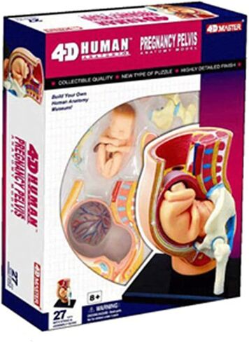 Human Pregnant Pelvis Section Model with Removable Organs Human Female Pelvis with Pregnancy 9 Months Baby Fetus Model Human Women Pregnant Pelvis Section Model in Kuwait