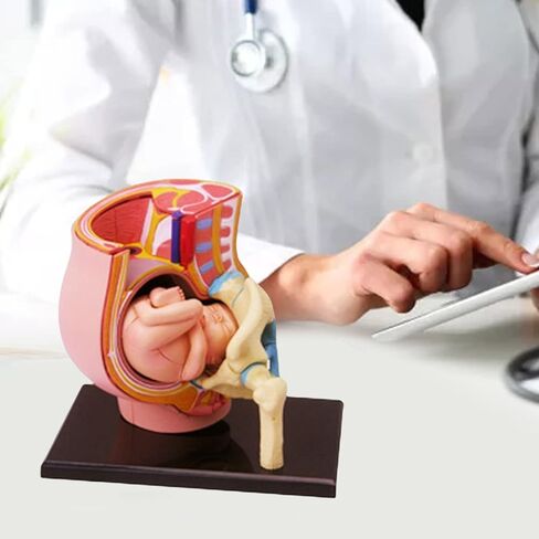 Human Pregnant Pelvis Section Model with Removable Organs Human Female Pelvis with Pregnancy 9 Months Baby Fetus Model Human Women Pregnant Pelvis Section Model in Kuwait