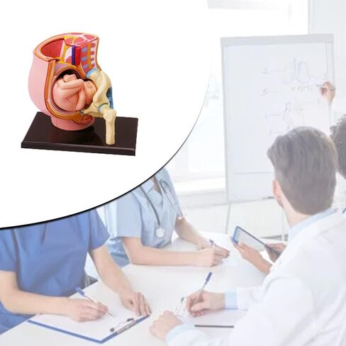 Human Pregnant Pelvis Section Model with Removable Organs Human Female Pelvis with Pregnancy 9 Months Baby Fetus Model Human Women Pregnant Pelvis Section Model in Kuwait