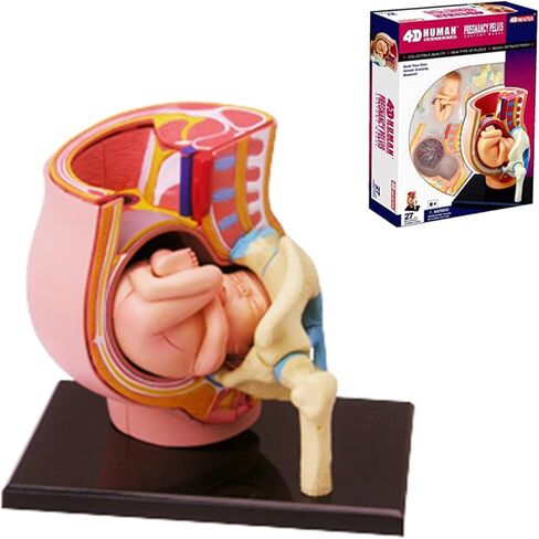 Human Pregnant Pelvis Section Model with Removable Organs Human Female Pelvis with Pregnancy 9 Months Baby Fetus Model Human Women Pregnant Pelvis Section Model in Kuwait
