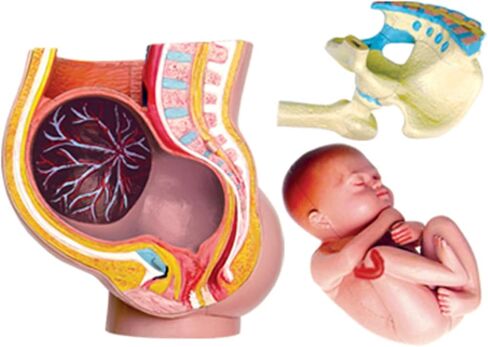 Human Pregnant Pelvis Section Model with Removable Organs Human Female Pelvis with Pregnancy 9 Months Baby Fetus Model Human Women Pregnant Pelvis Section Model in Kuwait