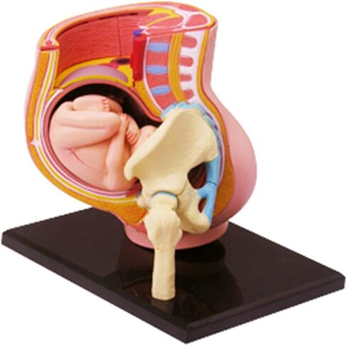 Human Pregnant Pelvis Section Model with Removable Organs Human Female Pelvis with Pregnancy 9 Months Baby Fetus Model Human Women Pregnant Pelvis Section Model in Kuwait