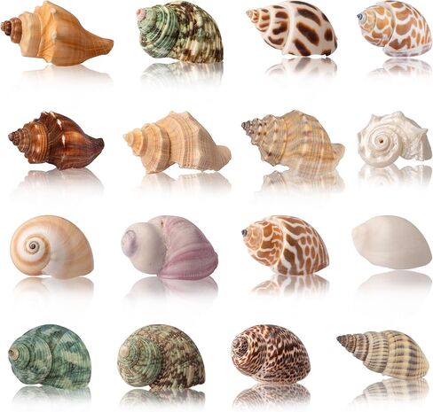 Hermit Crab Shells 40 PCS Natural Sea Conch for Replacement Shells and Small Fish Breeding Houses Conch Size 1-9 cm，Opening Size 0.5-3cm，for DIY Crafting Vase Fillers Party Home Seaside Decoration in Saudi Arabia