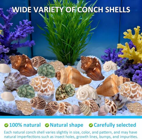 Hermit Crab Shells 40 PCS Natural Sea Conch for Replacement Shells and Small Fish Breeding Houses Conch Size 1-9 cm，Opening Size 0.5-3cm，for DIY Crafting Vase Fillers Party Home Seaside Decoration in Saudi Arabia