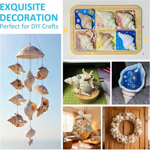 Hermit Crab Shells 40 PCS Natural Sea Conch for Replacement Shells and Small Fish Breeding Houses Conch Size 1-9 cm，Opening Size 0.5-3cm，for DIY Crafting Vase Fillers Party Home Seaside Decoration in Saudi Arabia