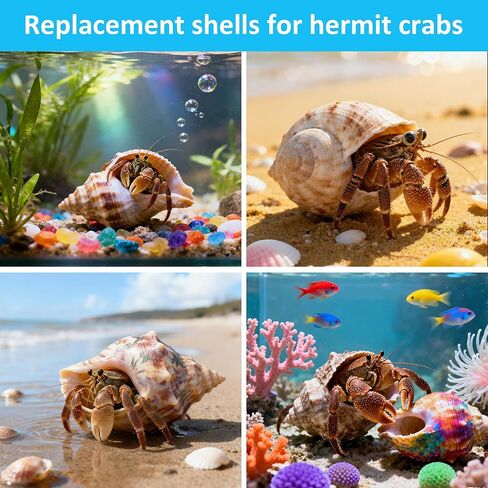 Hermit Crab Shells 40 PCS Natural Sea Conch for Replacement Shells and Small Fish Breeding Houses Conch Size 1-9 cm，Opening Size 0.5-3cm，for DIY Crafting Vase Fillers Party Home Seaside Decoration in Saudi Arabia