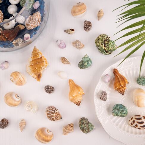 Hermit Crab Shells 40 PCS Natural Sea Conch for Replacement Shells and Small Fish Breeding Houses Conch Size 1-9 cm，Opening Size 0.5-3cm，for DIY Crafting Vase Fillers Party Home Seaside Decoration in Saudi Arabia