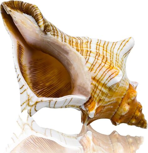 صدفة محارة طبيعية عملاقة، صدفة محارة كبيرة لحشو المزهرية (6-7 بوصة)، ديكور خزان الأسماك، نباتات الهواء، ديكور الزفاف وحفلات الشاطئ in Kuwait