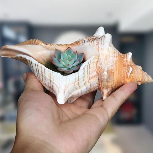 صدفة محارة طبيعية عملاقة، صدفة محارة كبيرة لحشو المزهرية (6-7 بوصة)، ديكور خزان الأسماك، نباتات الهواء، ديكور الزفاف وحفلات الشاطئ in Kuwait