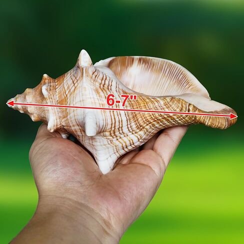 صدفة محارة طبيعية عملاقة، صدفة محارة كبيرة لحشو المزهرية (6-7 بوصة)، ديكور خزان الأسماك، نباتات الهواء، ديكور الزفاف وحفلات الشاطئ in Kuwait