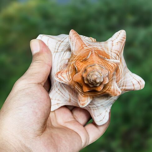 صدفة محارة طبيعية عملاقة، صدفة محارة كبيرة لحشو المزهرية (6-7 بوصة)، ديكور خزان الأسماك، نباتات الهواء، ديكور الزفاف وحفلات الشاطئ in Kuwait