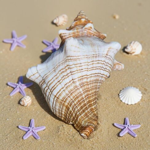 صدفة محارة طبيعية عملاقة، صدفة محارة كبيرة لحشو المزهرية (6-7 بوصة)، ديكور خزان الأسماك، نباتات الهواء، ديكور الزفاف وحفلات الشاطئ in Kuwait