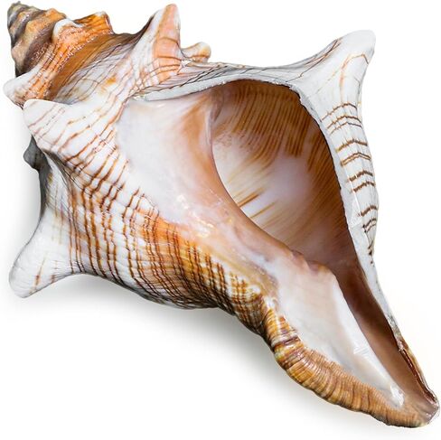 صدفة محارة طبيعية عملاقة، صدفة محارة كبيرة لحشو المزهرية (6-7 بوصة)، ديكور خزان الأسماك، نباتات الهواء، ديكور الزفاف وحفلات الشاطئ in Kuwait