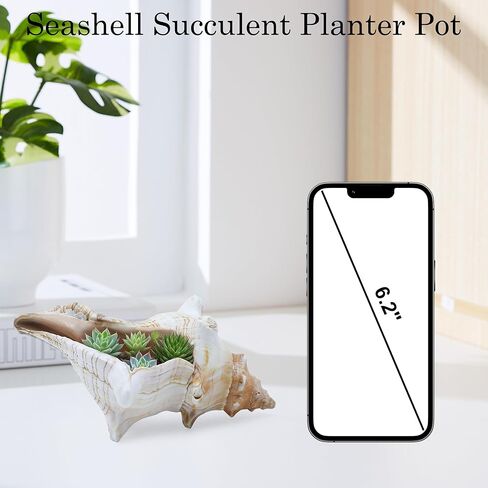 صدفة محارة طبيعية عملاقة، صدفة محارة كبيرة لحشو المزهرية (6-7 بوصة)، ديكور خزان الأسماك، نباتات الهواء، ديكور الزفاف وحفلات الشاطئ in Kuwait