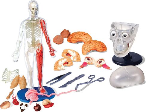 ألعاب SMARTLAB إسفنجية بالكامل من الرأس إلى أخمص القدمين - 60 قطعة - 36 قطعة قابلة للإزالة - نموذج وحامل لجسم الإنسان مقاس 12 بوصة - كتاب مصور مكون من 24 صفحة - يتضمن كرات عيون متوهجة! in Kuwait