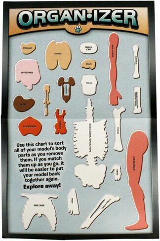 ألعاب SMARTLAB إسفنجية بالكامل من الرأس إلى أخمص القدمين - 60 قطعة - 36 قطعة قابلة للإزالة - نموذج وحامل لجسم الإنسان مقاس 12 بوصة - كتاب مصور مكون من 24 صفحة - يتضمن كرات عيون متوهجة! in Kuwait