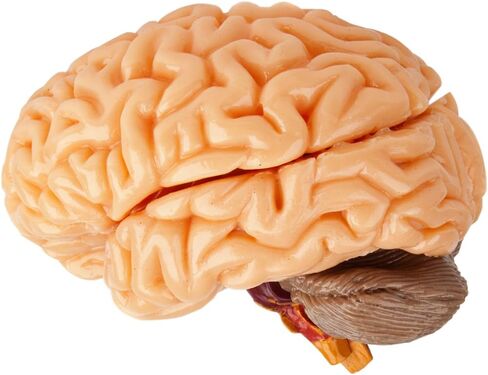 ألعاب SMARTLAB إسفنجية بالكامل من الرأس إلى أخمص القدمين - 60 قطعة - 36 قطعة قابلة للإزالة - نموذج وحامل لجسم الإنسان مقاس 12 بوصة - كتاب مصور مكون من 24 صفحة - يتضمن كرات عيون متوهجة! in Kuwait