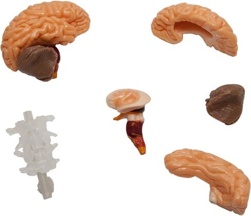 ألعاب SMARTLAB إسفنجية بالكامل من الرأس إلى أخمص القدمين - 60 قطعة - 36 قطعة قابلة للإزالة - نموذج وحامل لجسم الإنسان مقاس 12 بوصة - كتاب مصور مكون من 24 صفحة - يتضمن كرات عيون متوهجة! in Kuwait