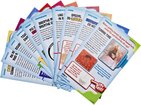 ألعاب SMARTLAB إسفنجية بالكامل من الرأس إلى أخمص القدمين - 60 قطعة - 36 قطعة قابلة للإزالة - نموذج وحامل لجسم الإنسان مقاس 12 بوصة - كتاب مصور مكون من 24 صفحة - يتضمن كرات عيون متوهجة! in Kuwait