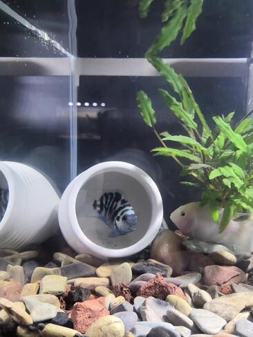 Ceramic Aquarium Decoration Jar – White Betta Fish Tank Ornament, Natural Hiding Cave with 8cm / 3.15inch Dia. Round Opening – Aquascape Décor for Fish, Shrimp, Reptiles use in Saudi Arabia
