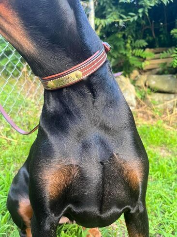 Leaders Leather Dog Collar with Customized Name Plate (Large (17"-21")) in Kuwait