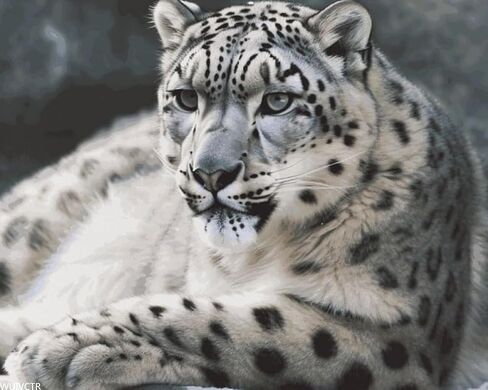 WUIVCTR 16x20in No Framed Snow Leopard DIY Paint by Numbers Set Beginner Friendly Adult Art Kit for Home Decor Gifts in Saudi Arabia