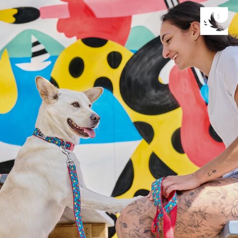 طوق مشبك للكلاب قابل للتعديل مقاس 3/4 بوصة من RC Pets، صغير، على شكل عظام in Kuwait