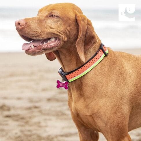 طوق مشبك للكلاب قابل للتعديل مقاس 3/4 بوصة من RC Pets، صغير، على شكل عظام in Kuwait