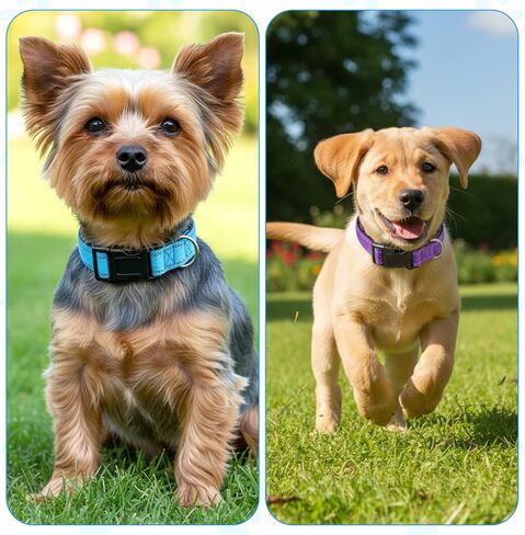 2 Pcs Reflective Dog Collar Adjustable Soft Neoprene Padded Nylon Pet Collar Breathable Quick Release Basic Dog Collars for Large Medium Dogs Male Female (Purple+Blue) in Saudi Arabia