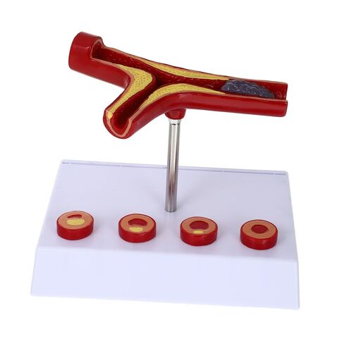 Cardiovascular Model 7-Inch Human Heart Blood Vessel Teaching Aid for Medical Education and Anatomy Study in Saudi Arabia