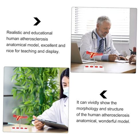 Cardiovascular Model 7-Inch Human Heart Blood Vessel Teaching Aid for Medical Education and Anatomy Study in Saudi Arabia