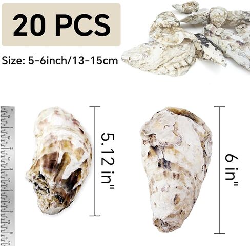 20PCS 5"-6" Extra Large Oyster Shells for Crafts, Natural Odor-Free Seashells for DIY, Painting, Wedding Decor, Decorating, Vase Fillers, Coastal Art Projects in Saudi Arabia