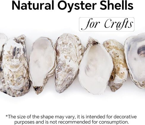 20PCS 5"-6" Extra Large Oyster Shells for Crafts, Natural Odor-Free Seashells for DIY, Painting, Wedding Decor, Decorating, Vase Fillers, Coastal Art Projects in Saudi Arabia
