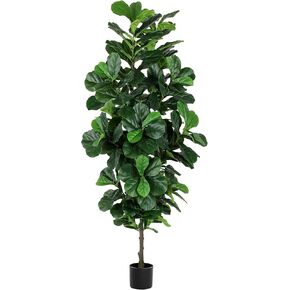 FLOWORLD كمان ورقة التين شجرة 6ft طويل القامة شجرة اصطناعية في وعاء النباتات اللبخ وهمية Lyrata مع 184 كمان الزخرفية يترك أشجار التين فو للمنزل مكتب غرفة المعيشة ديكور داخلي في الهواء الطلق، 2 حزمة in Kuwait
