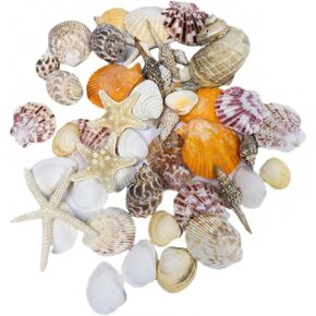 Plastic Sea Shells for Crafts, Assorted Mixed Shells & Starfish (12+ Types: Bread Starfish, Conch, Scallop etc.), DIY Supplies for Home Decor, Fish Tanks, Vase Fillers & Beach Art in Saudi Arabia