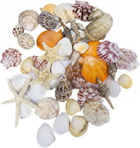 Plastic Sea Shells for Crafts, Assorted Mixed Shells & Starfish (12+ Types: Bread Starfish, Conch, Scallop etc.), DIY Supplies for Home Decor, Fish Tanks, Vase Fillers & Beach Art in Saudi Arabia