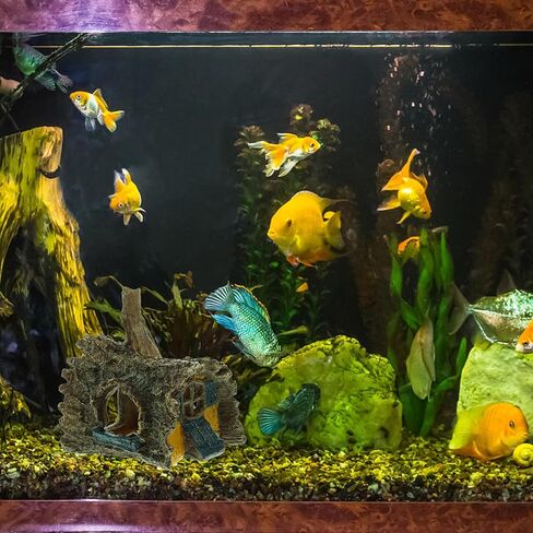 FRCOLOR Aquarium Decor Simulated Tree Root House Fish Tank Hideout Cave for Small Fish and Shrimp Freshwater Aquarium Accessories 5.90X5.31X4.52In in Saudi Arabia